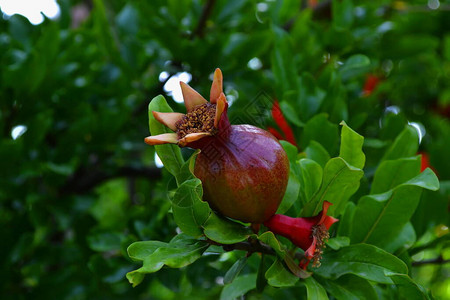 在春天绿叶背景下以水果卵巢为背景图片