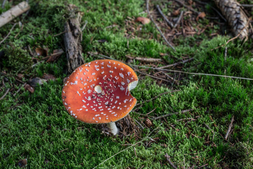 针叶林地上的泊松毒菌图片