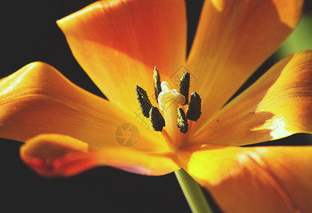 黄色郁金香花与绿草地貌在阳光明媚图片