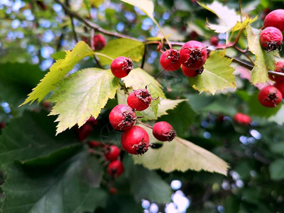 秋天树枝上的红色浆果图片