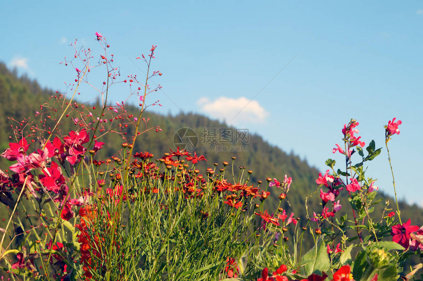 山村的花园图片