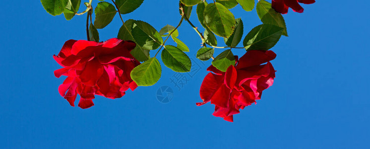 蓝色天空背景的红玫瑰红色攀登在蓝色天图片