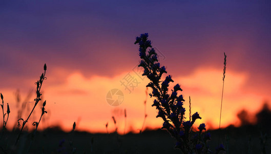 夏日夕阳天空背景的图片