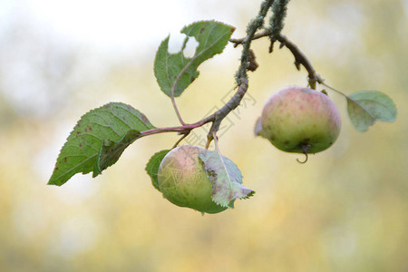 一个小苹果挂在苹果树的枝上图片