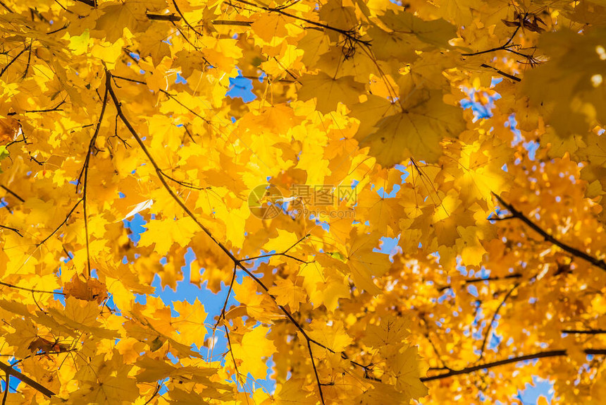 阳光明媚的秋天背景黄色秋天树叶与太阳和图片