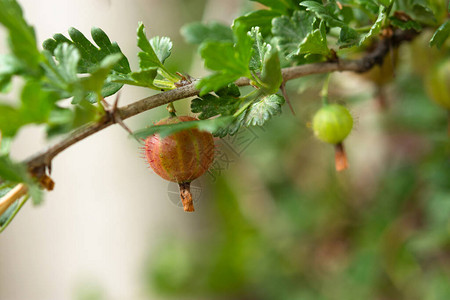 成熟的醋栗在花园的树枝上模糊背景上的甜美夏日浆果采摘成熟的浆果醋图片