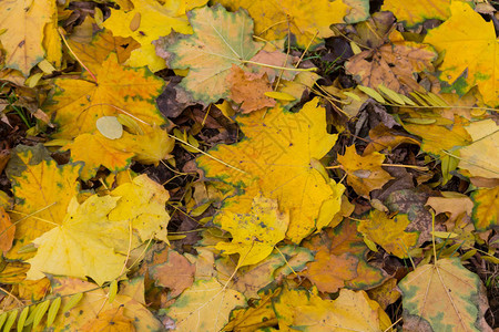 秋天五颜六色的叶子的背景图片