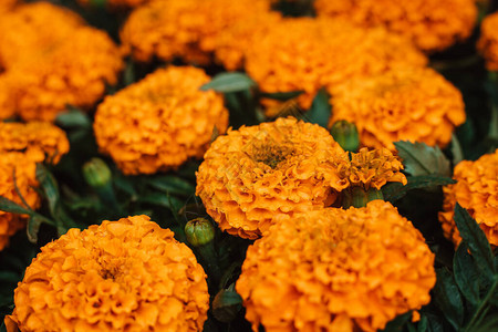 雨后花园里的橙色万寿菊湿了万寿菊花园的花朵万寿菊图片