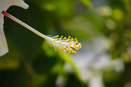 绿色花园中的芙蓉花图片