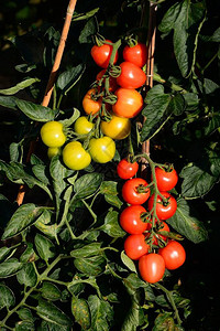 山上各种成熟的番茄树葡背景图片