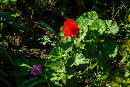 红色的花朵在自然绿叶图片