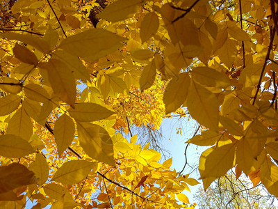 秋天背景蓝色天空背景下的黄图片