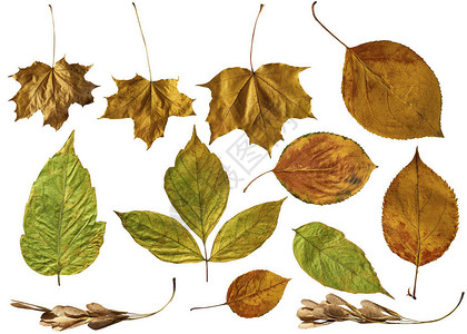 美丽的秋天自然树叶装饰元素孤图片