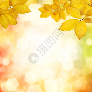 秋叶在阳光和模糊的树图片