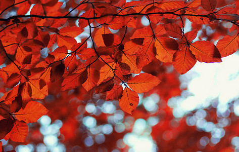 秋叶背景黄叶树枝在图片