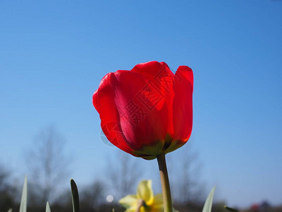 红色郁金香花朵图片