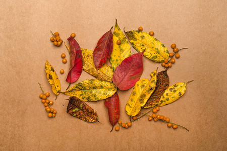 红色和黄色的叶子放在棕色纸上图片