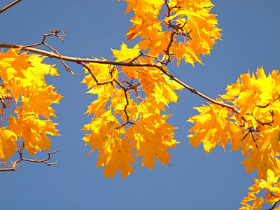 秋天美丽的树叶映衬着天空枫俄罗斯秋季自然俄罗斯乌拉尔图片