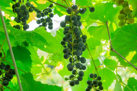 葡萄园里的一串葡萄黑葡萄有机水果用于制作果汁或图片