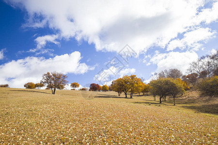 秋天山坡上的树木背景图片