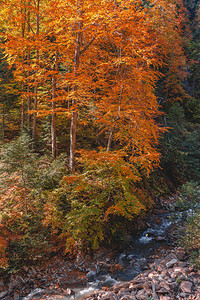 秋季森林瀑布的瀑布图片