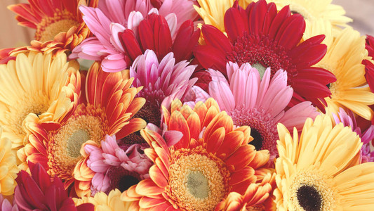 带有大量红色粉色和黄色非洲菊的大花束图片