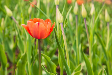 一个盛开的红色郁金香在不爆花的背景图片