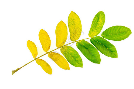 黄色和到绿色的渐变胡桃叶在秋天被白色背景隔离图片