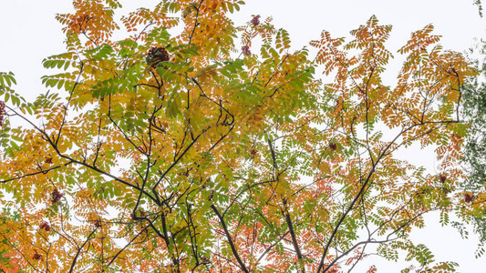 秋天树枝上的红色山灰背景图片