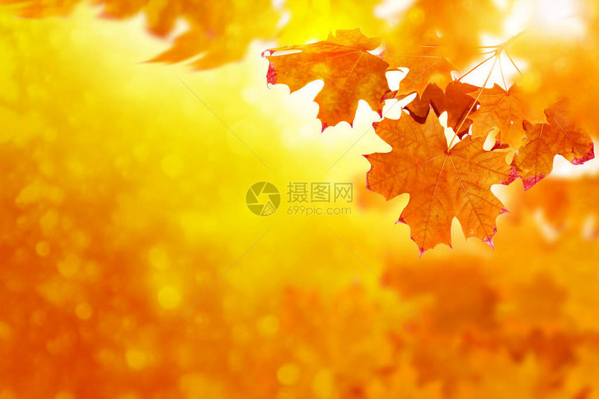 秋天风景有明亮多彩的叶子图片