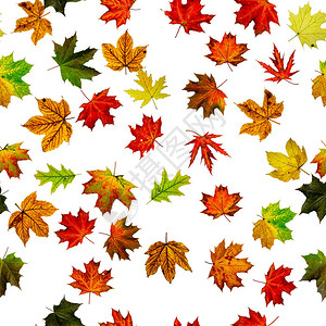 秋叶背景季节叶子秋天背景秋天的黄色红图片
