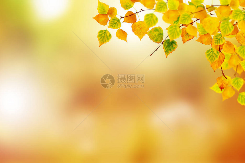 秋天风景有明亮多彩的叶图片