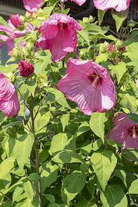 粉红的hibiscus花图片