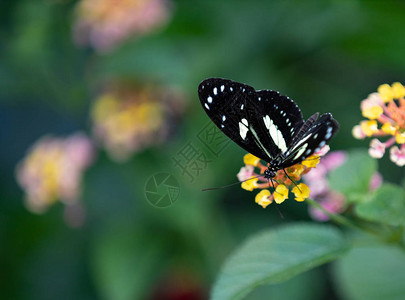 花上的蝴蝶博恩霍尔姆图片