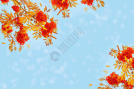花楸浆果山梨树山灰秋天的风景与明亮多彩的树叶背景图片