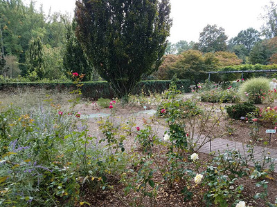玫瑰花园有多种玫背景图片
