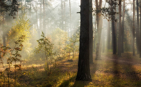 美丽的秋天清晨阳光穿透树枝在森图片