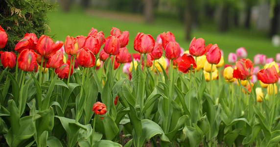 春天公园里的红黄郁金香花图片