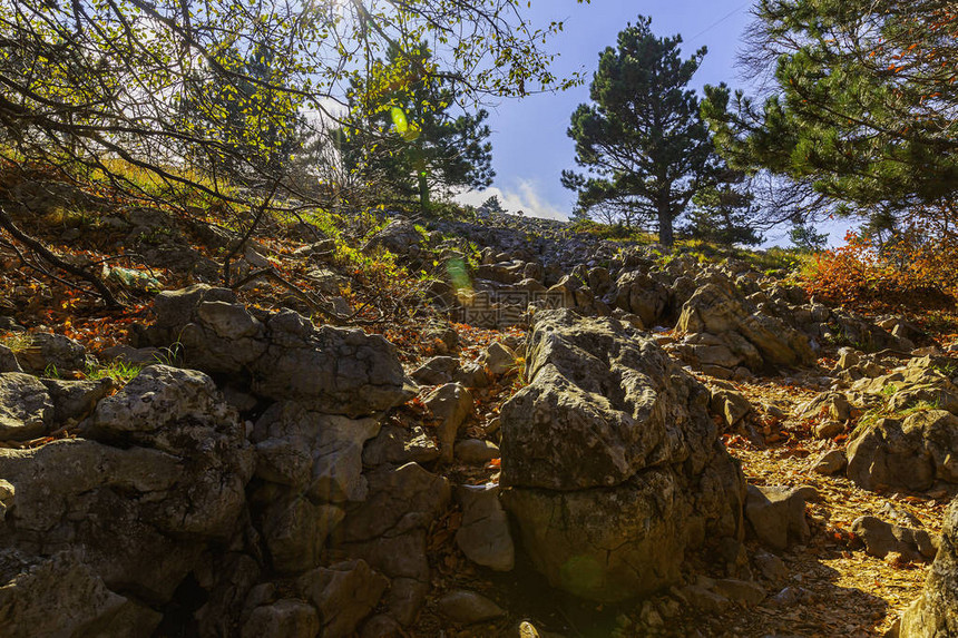 山上的树木在岩石上散布其根部以寻找给生命图片