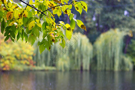 城市公园的秋初天在湖上下着雨在水图片