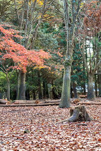 秋天红黄树叶的公园风景图象在秋天使用图片