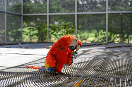 ScarletMacaw在热带雨林的图片