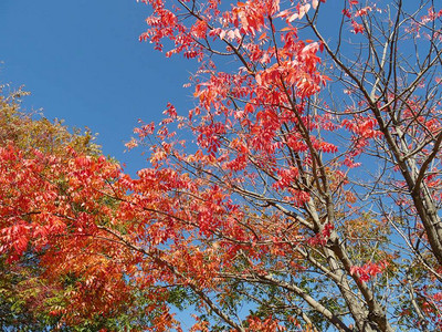 秋天叶子的红色和橙色图片