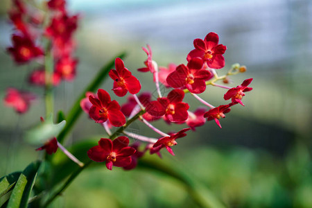 花园里的红花背景图片