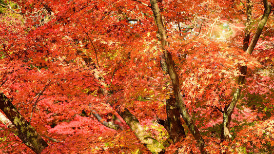 秋天的枫树花园秋天的红枫叶图片