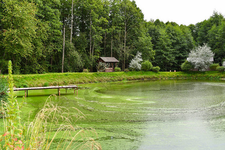 森林里有绿藻的小湖图片