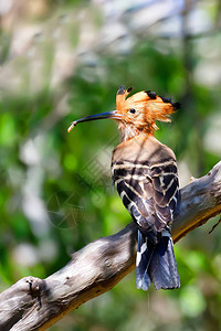美丽的鸟马达加斯戴胜图片