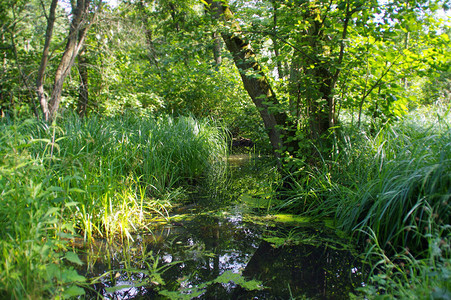 与植物在水中的自然湿地自然生态和环境保护的概念恢复蓄水池野生森林沼泽图片