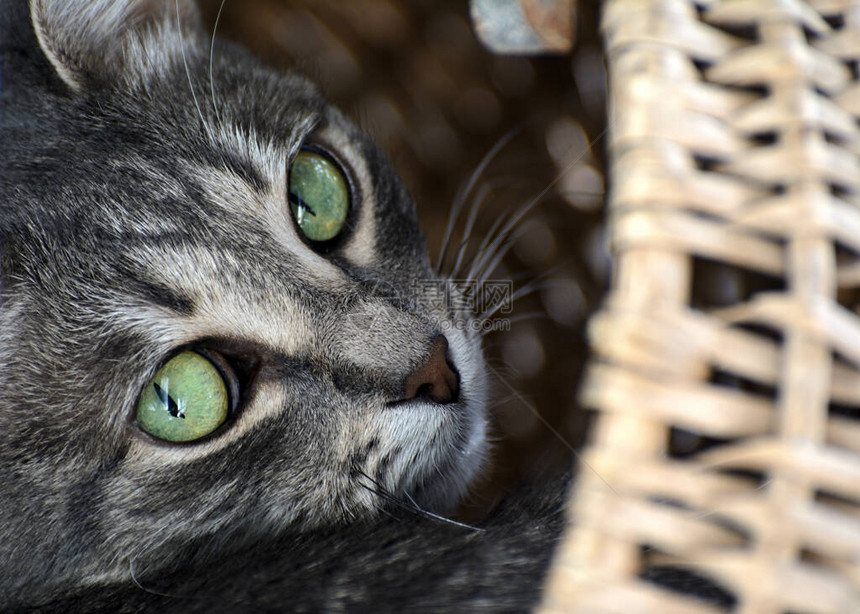 这只猫躲在篮子里用大黄眼睛从里面看它近图片