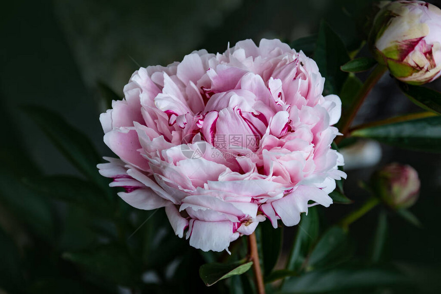 牡丹的花蕾开放的牡丹花蕾后院的粉红色牡丹图片